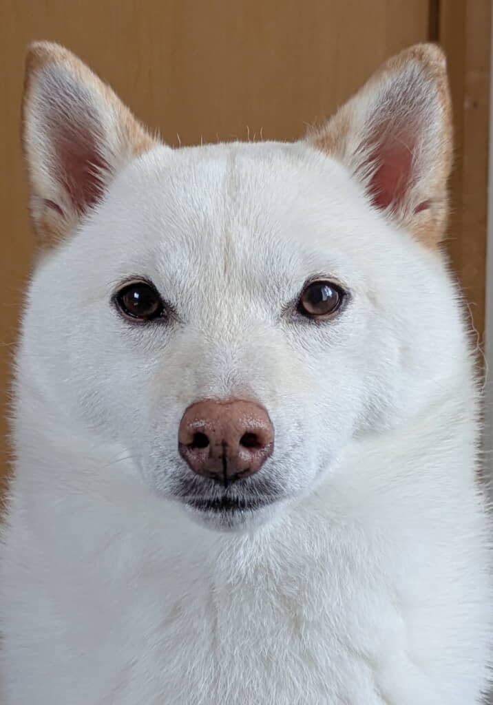 いつ証明写真を撮っても大丈夫ですね
