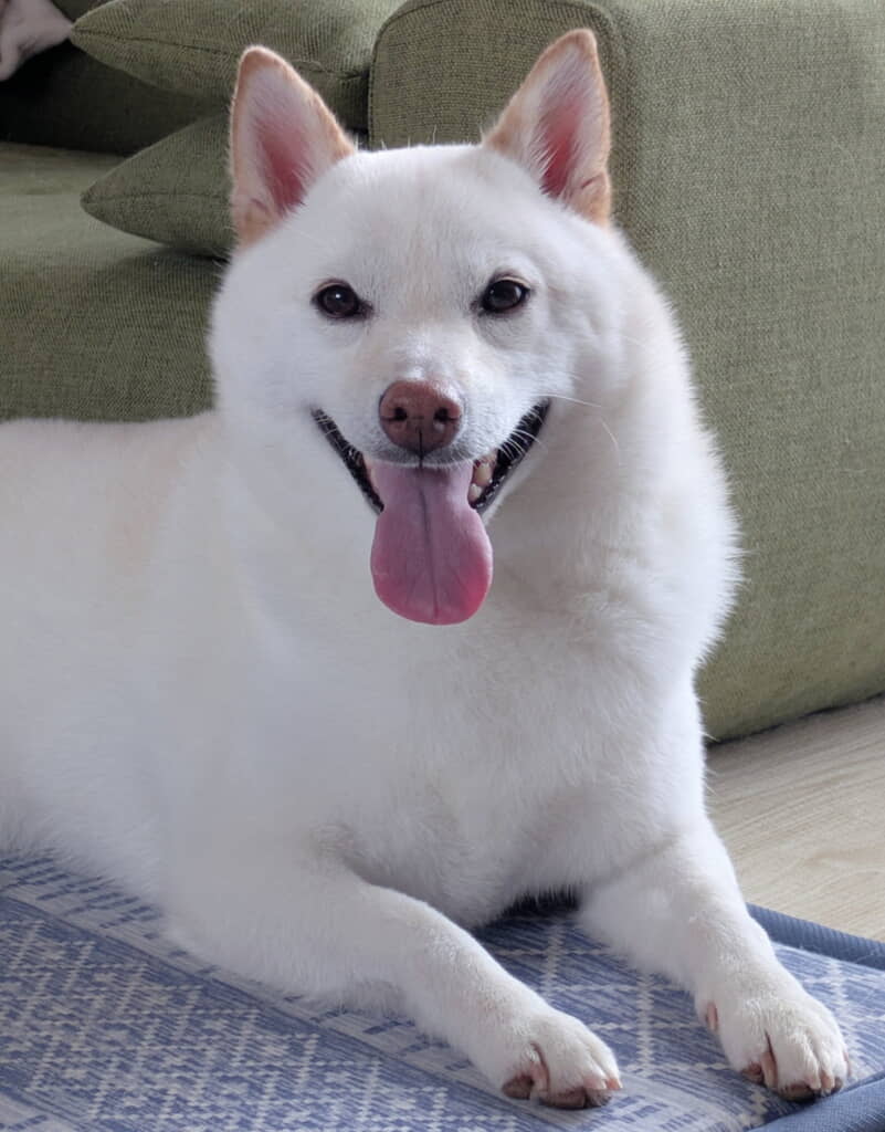 トリミング後かわいさマシマシ！
