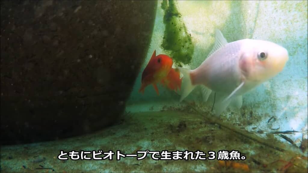 交配させた白いメスの金魚1匹と赤いオスの金魚2匹