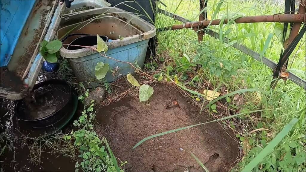 タライの水をザルに注ぎ込んで金魚を回収