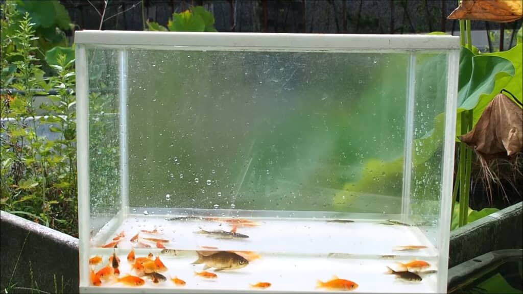 透明な水槽に移したタライの中の魚たち
