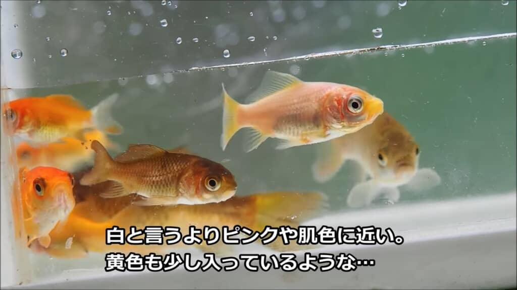 ピンクがかっていて黄色みも帯びている白い金魚