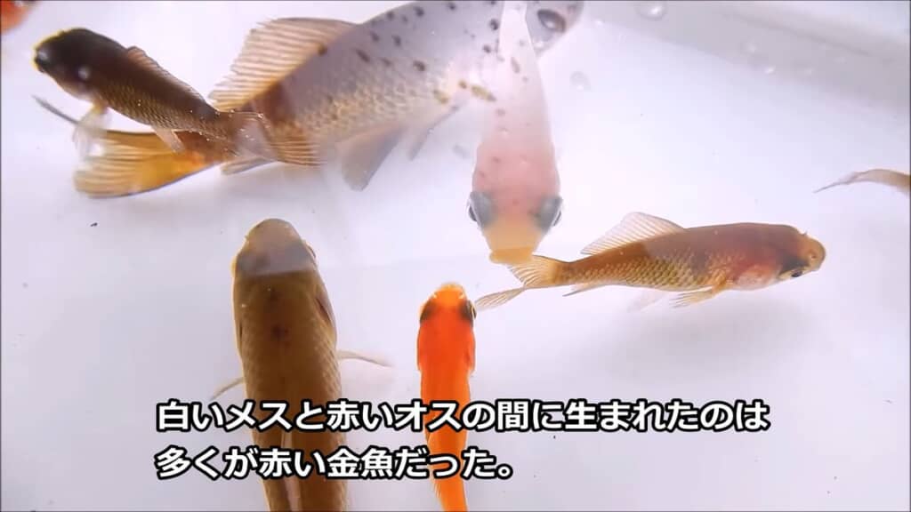 白と赤の金魚をかけ合わせた結果、赤い子どもがたくさん生まれた