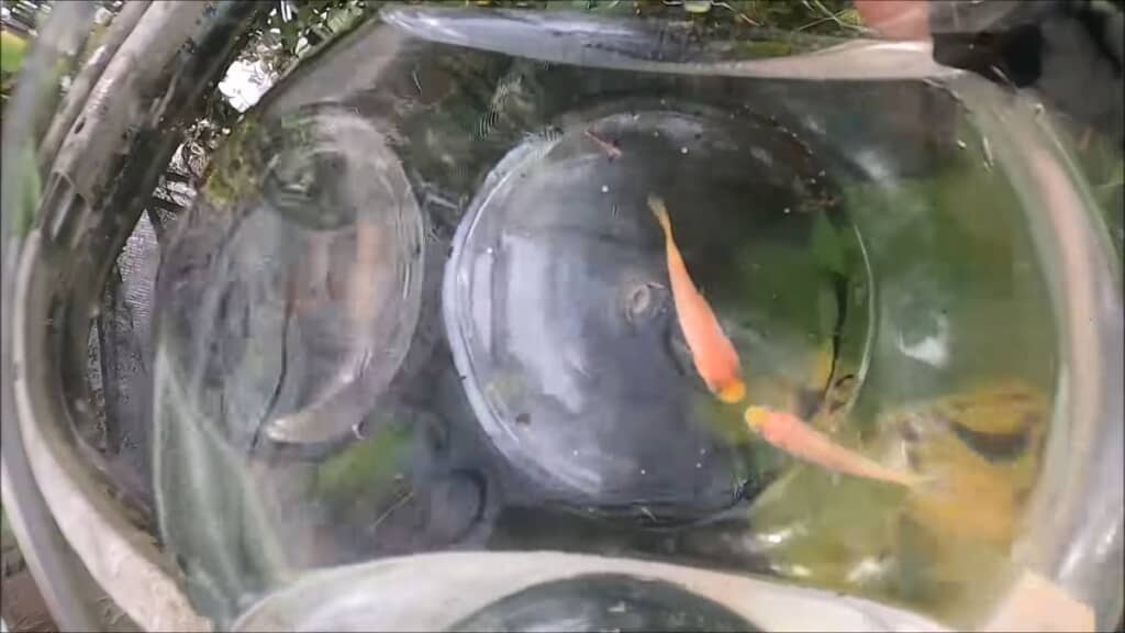 取り分けられた白っぽい体の2匹の金魚