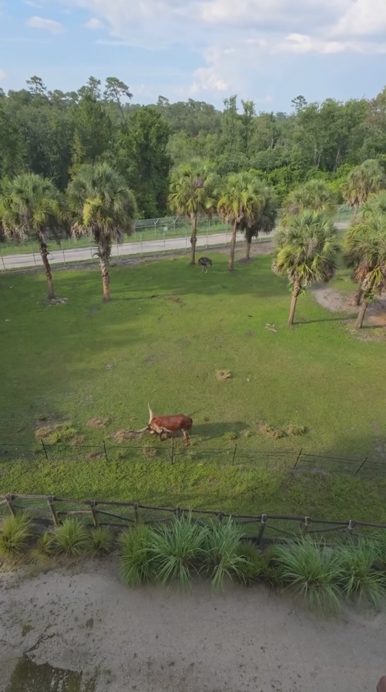 動物たちと暮らしている気分（※画像はInstagramアカウント／「David's Vacation Club Rentals」から）