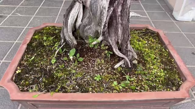 この時点で立派な安定感のある足元