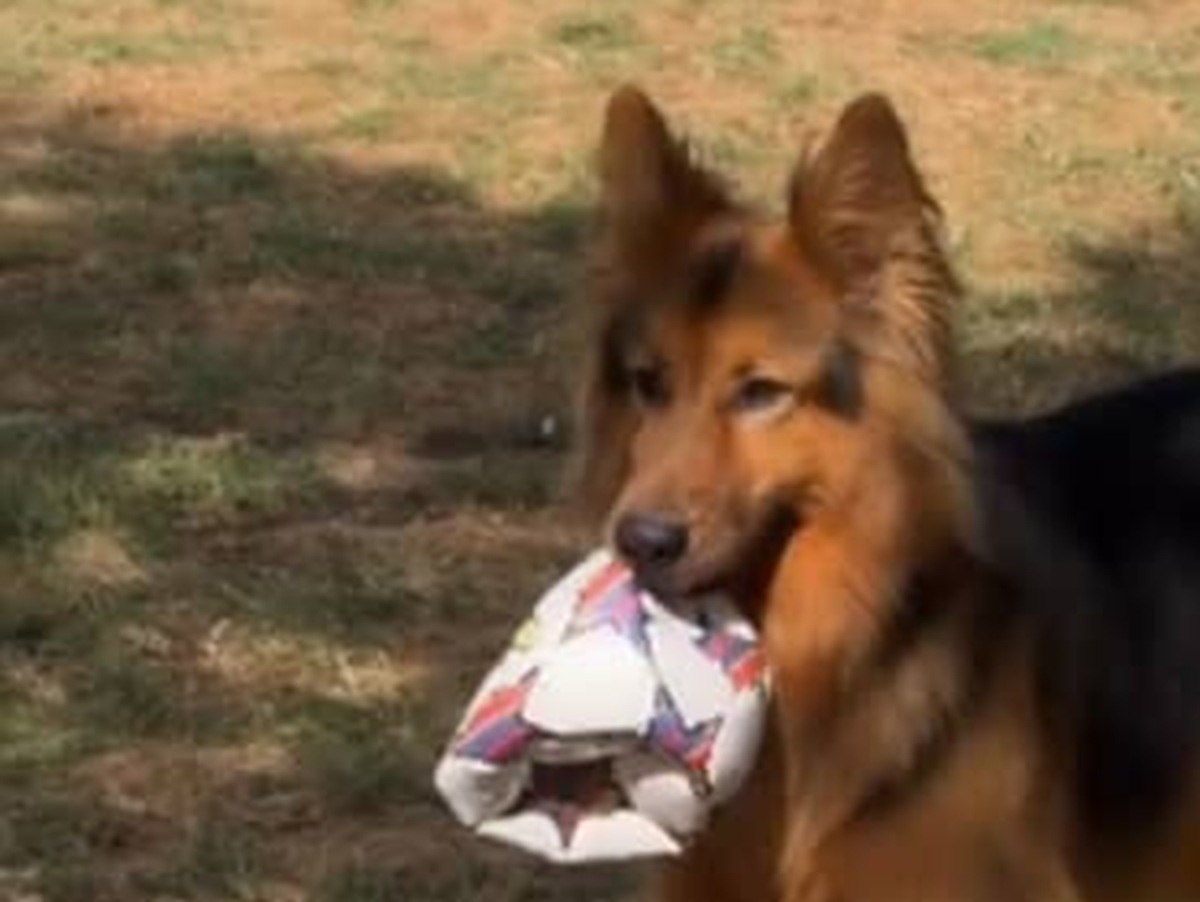 愛犬を「しっぽを短く剃ってきれいにします」と言うトリマーに任せたら……「えええ！ｗ」　予想外の姿が100万再生「笑い止まらん」【海外】　（1/2） | 犬 ねとらぼ
