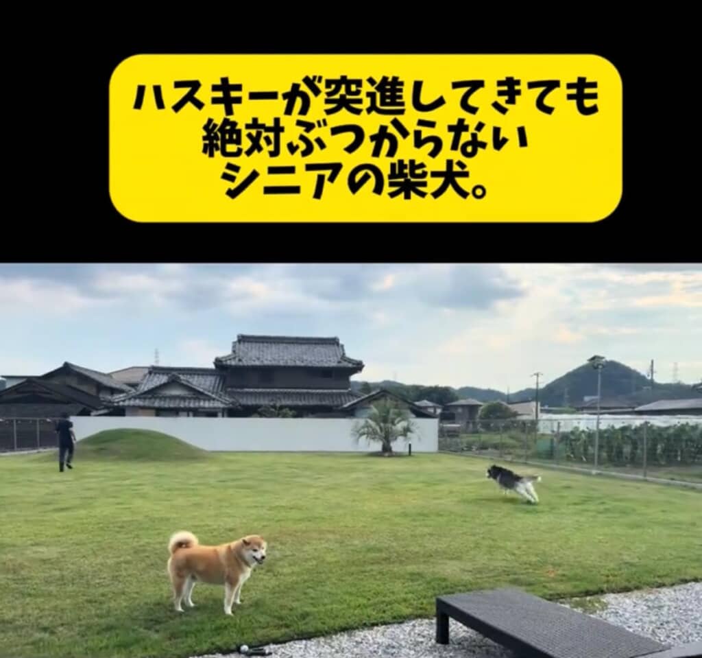 それぞれドッグランを楽しむワンコたち