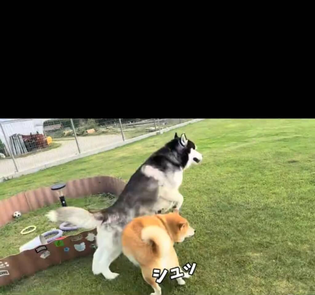 2発目も上手によけます