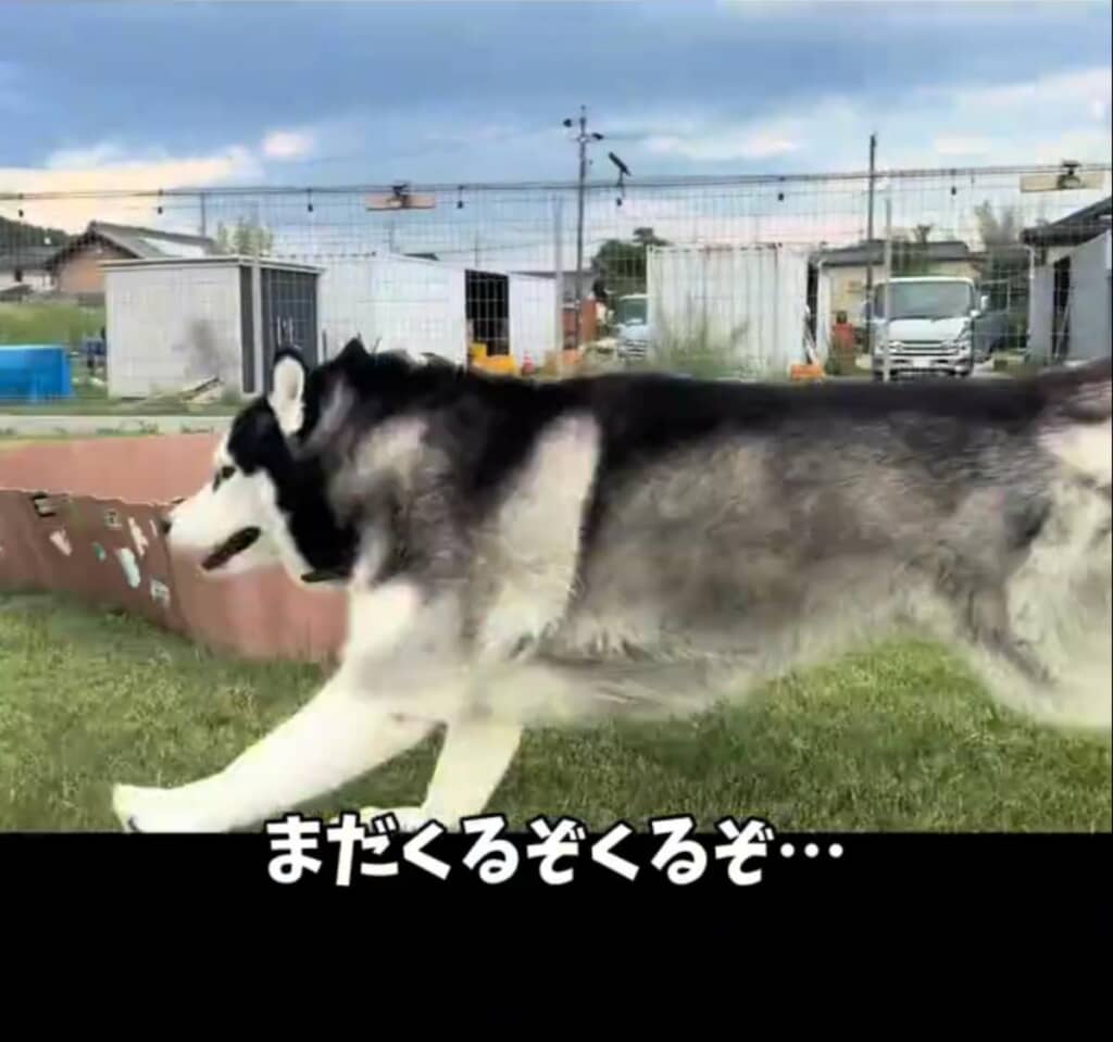 まだまだ諦めないおこめくん