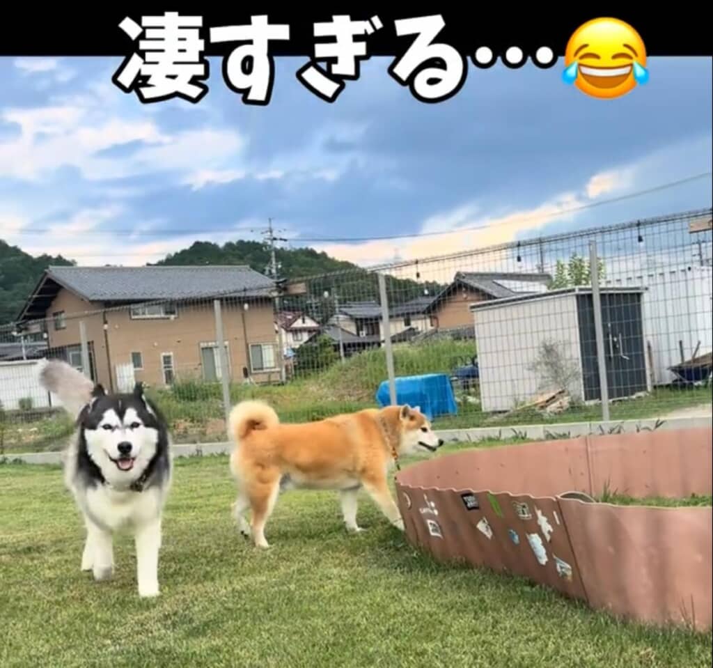シニア犬とは思えない反射神経