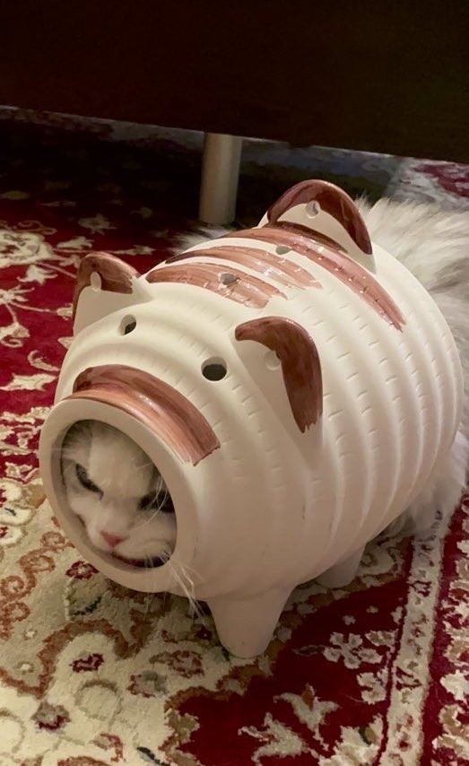 蚊を見かけたら……