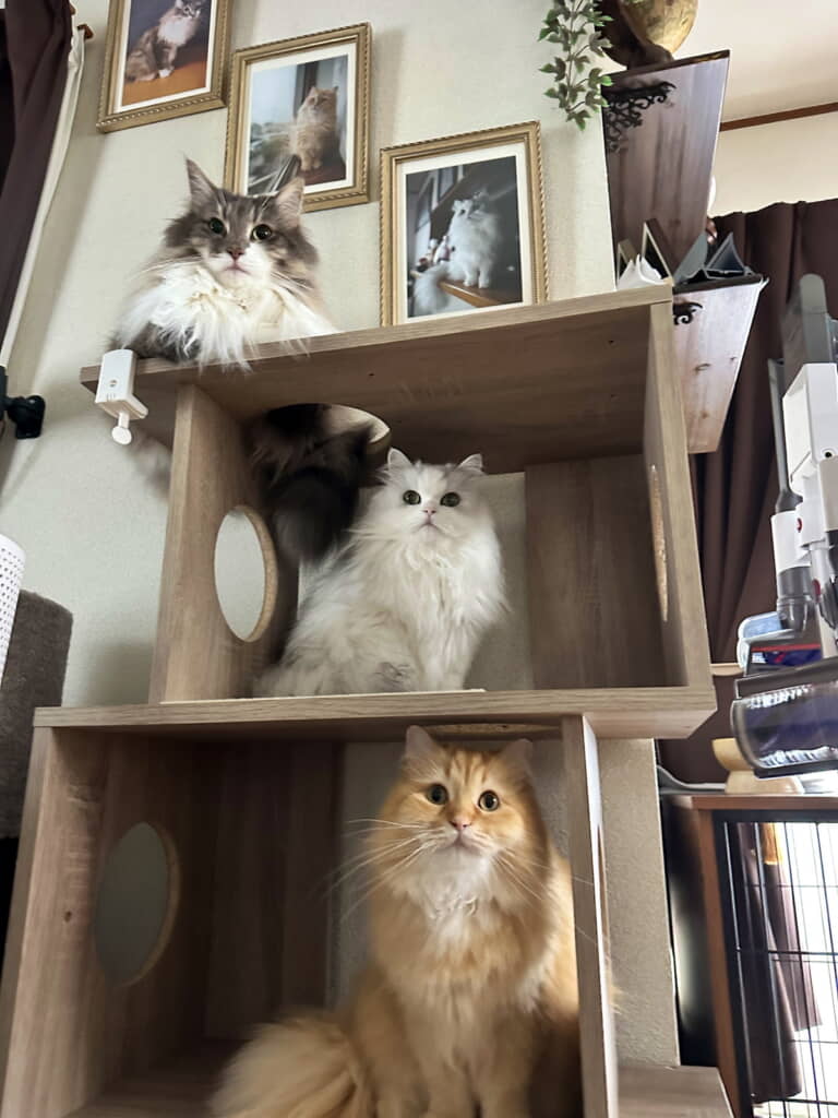 「3NDKの猫物件」