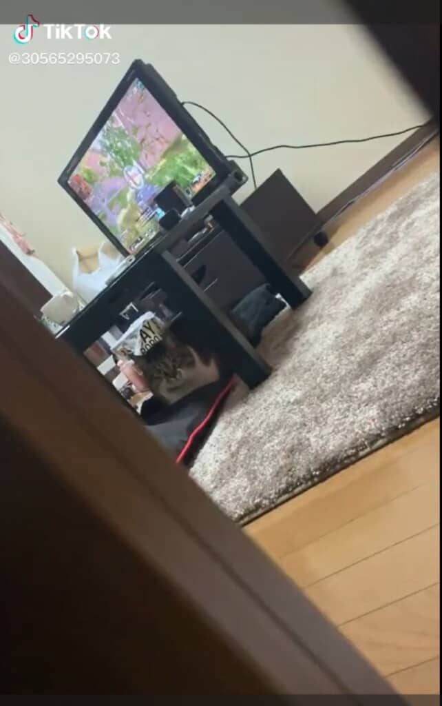 テーブルの下で寛ぐ猫ちゃん