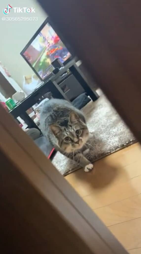 近づいてくる猫ちゃん