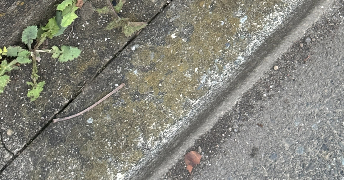 散歩中、ふと足元を見ると…… “史上1番笑った落とし物”に驚がく「膝から崩れ落ちちゃう（笑）」「誰や落としたやつw」（1/2） | ライフスタイル ねとらぼ