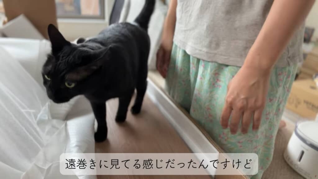 組み立て前の本棚にのるスイちゃん