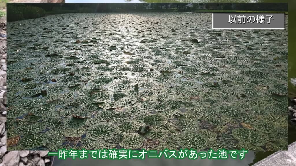 水面を覆い尽くすオニバスの葉