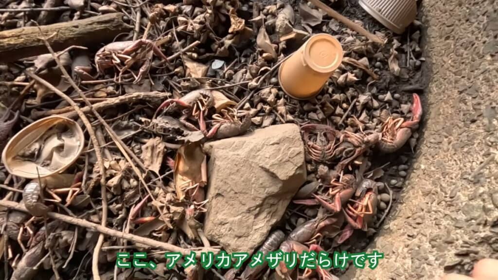 干上がったエリアで見つかった大量のアメリカザリガニ