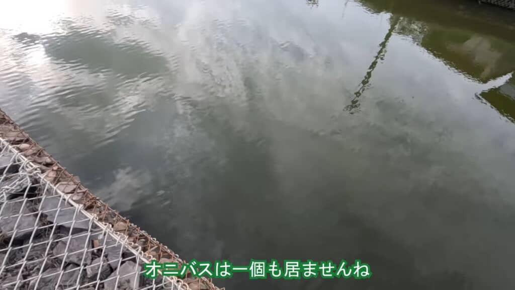 オニバスが見当たらない池の水面
