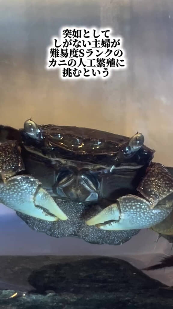 激ムズの人工繁殖に挑みます