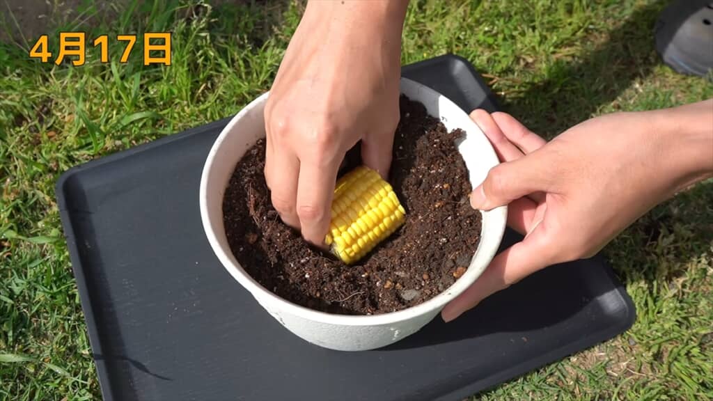 そのまま土に植える方法