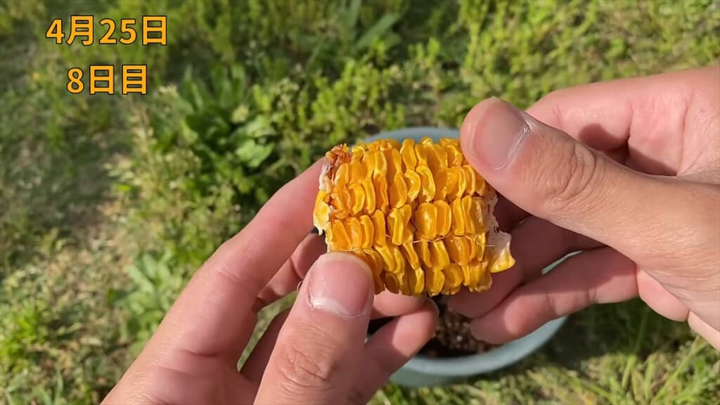 カピカピに乾燥させてから土に植える方法