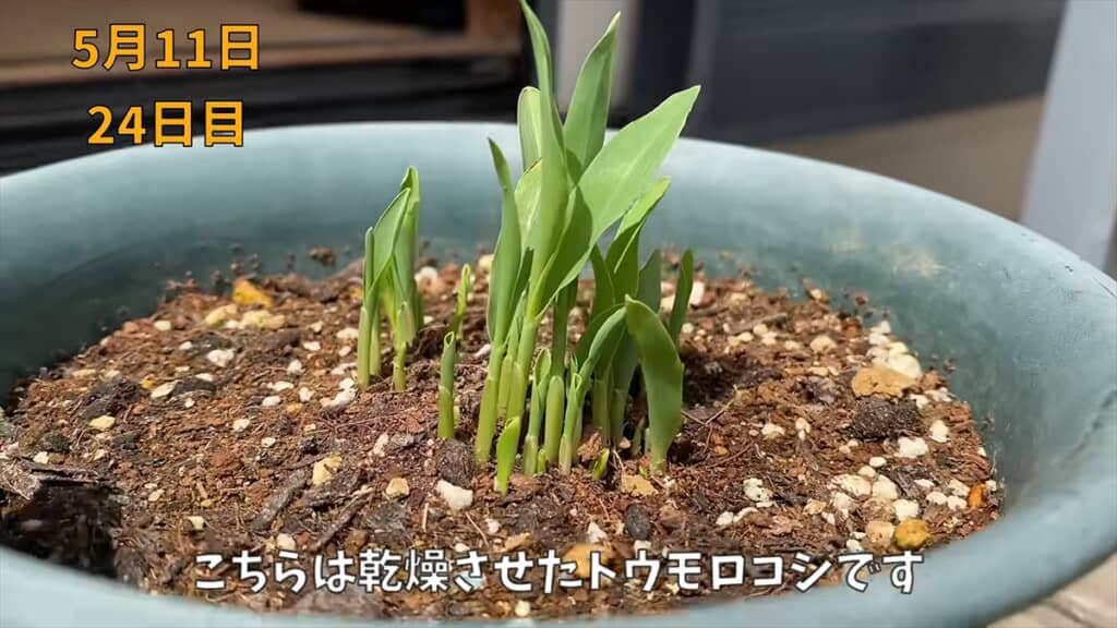 土に植えたトウモロコシ勢が順調に育っています
