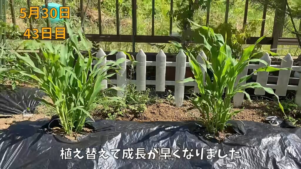 畑に植え替えたトウモロコシ