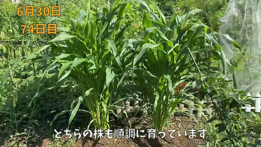 スゴい高さに成長！