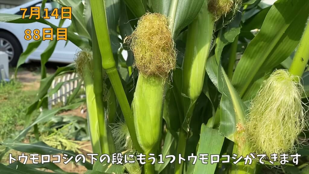 人工受粉後のトウモロコシ