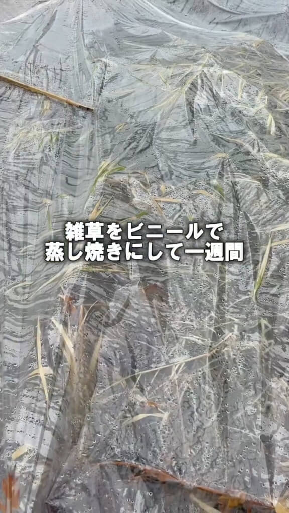 ビニールの内側は水滴がびっしり
