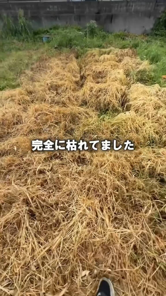 草刈りした側は完全に枯れていた!