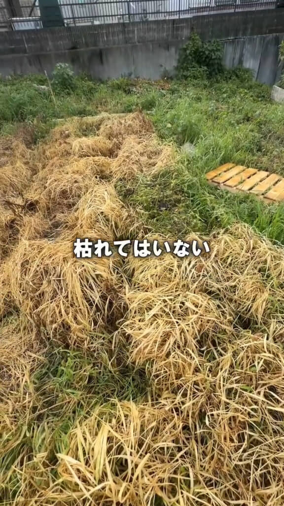 草刈りしなかった側はダメージを受けただけ
