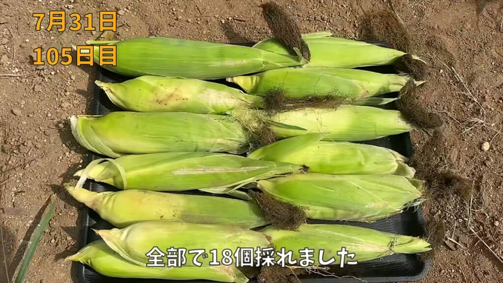 18本のトウモロコシを収穫できました
