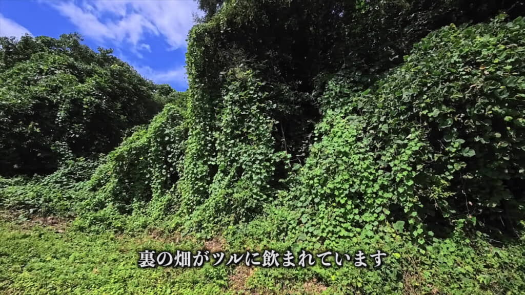 つる植物に飲み込まれる畑