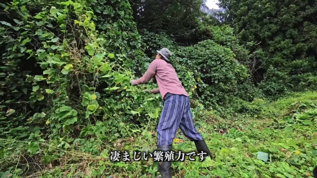 ぶら下がっているつるを抜いていく