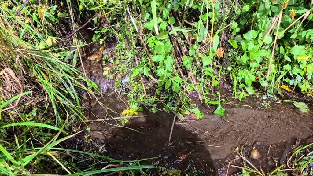 そばには小さな沢がある