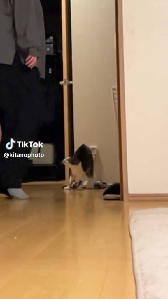 これは見事なやんのかステップ