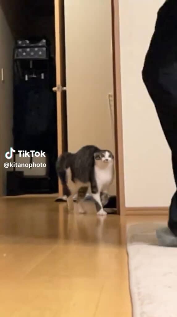 負けじと飼い主さんについていく猫ちゃん