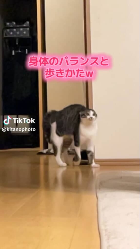 面白すぎる姿勢