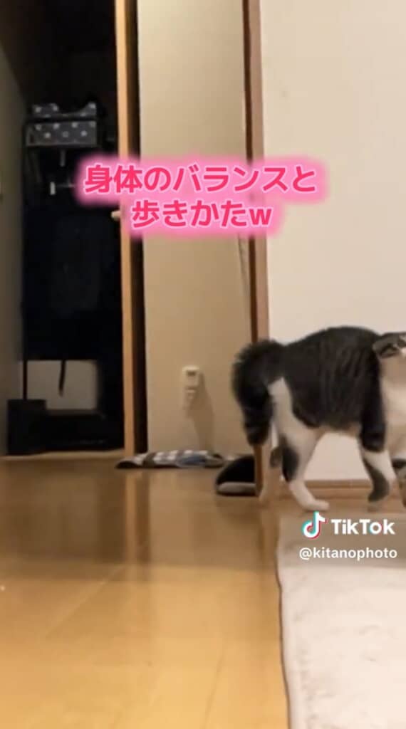 やんのかやんのかと普通に歩いています