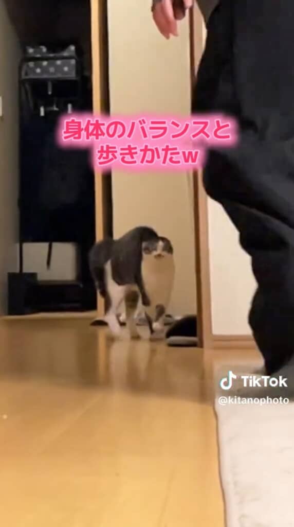 飼い主さんとは一定の距離をキープ