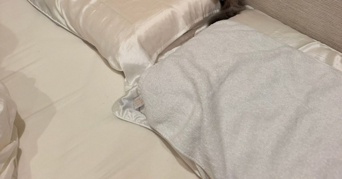 「前世、人間かな」生後3カ月の子猫をお迎え→23日後には…… 「自分が猫ってこと忘れてる」驚きの姿が82万表示(1/3) | 猫 ねとらぼ