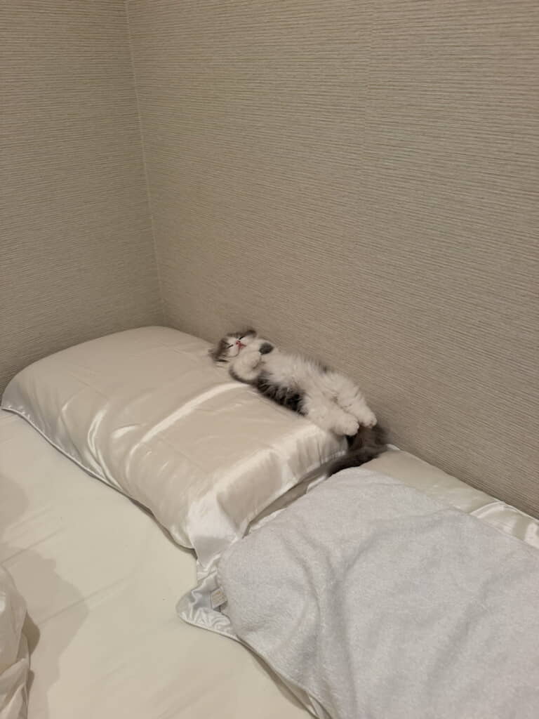 枕と壁の隙間で寝ていたのは……