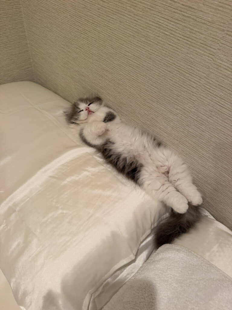 ハクくんです！