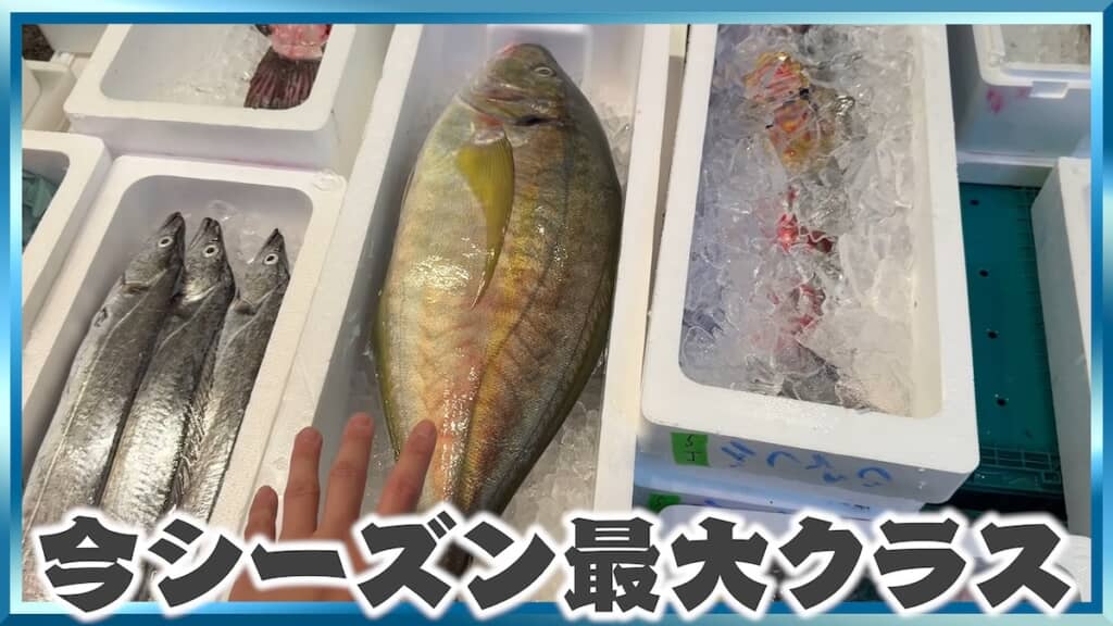 「今シーズン最大クラス」の巨大シマアジを購入