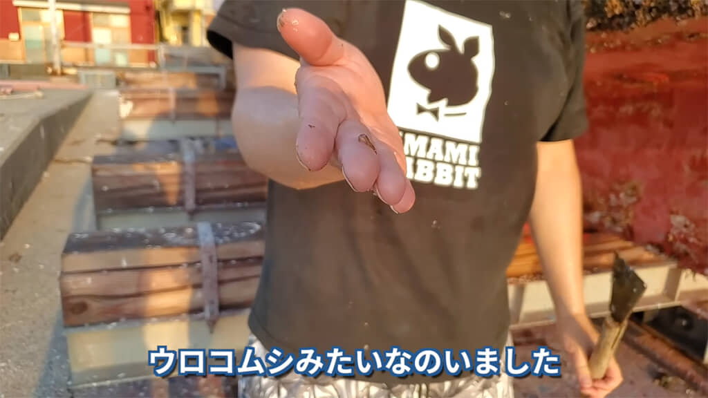 安定しておいしいウロコムシはおやつに