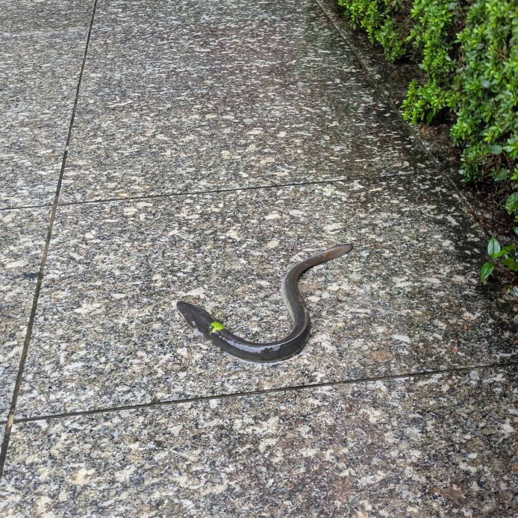 道にうなぎが落ちている！　これも雨のせい……？