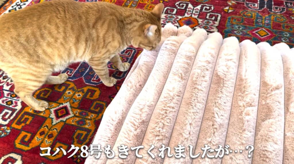 コハク8号くんも微妙な反応